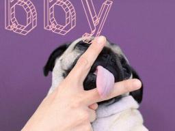 En bild på en pug som slickar mellan två fingrar med texten &quot;BBY&quot;.